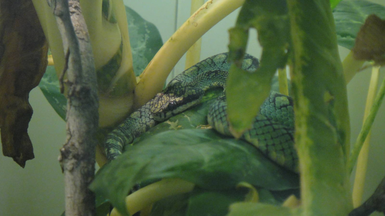 Sri Lankan Pit Viper at Dallas zoo 2015-03-12