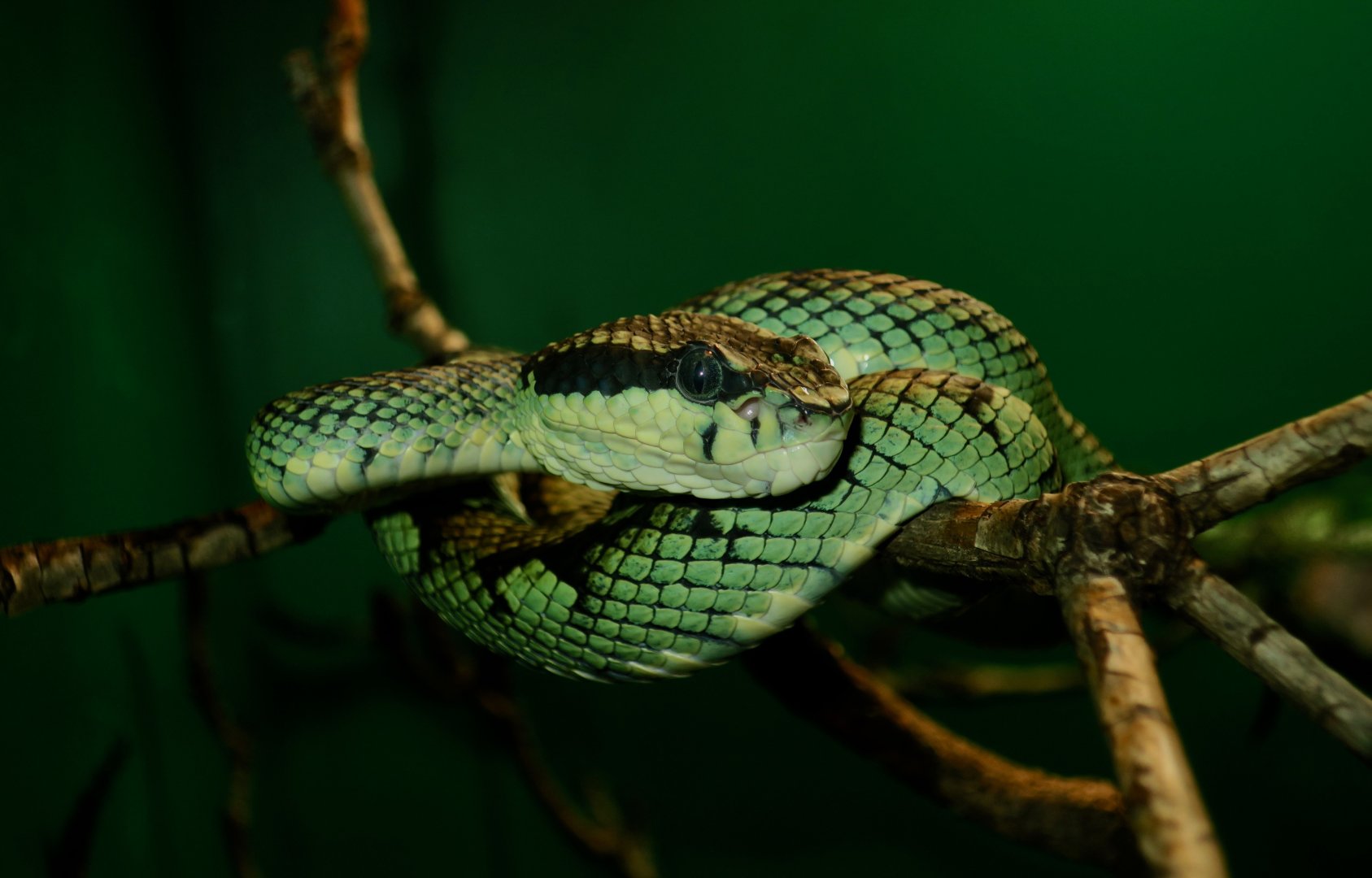 Sri Lankan Pit Viper (Craspedocephalus trigonocephalus)