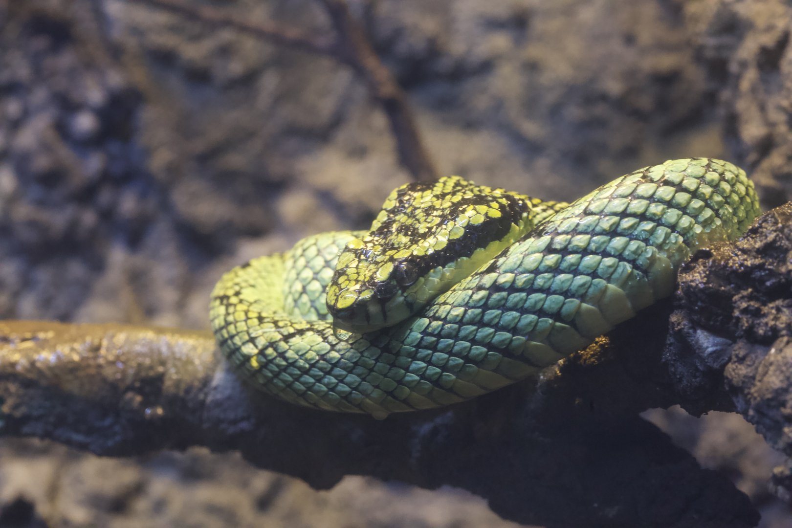 Sri Lankan Pit Viper/ Craspedocephalus trigonocephalus