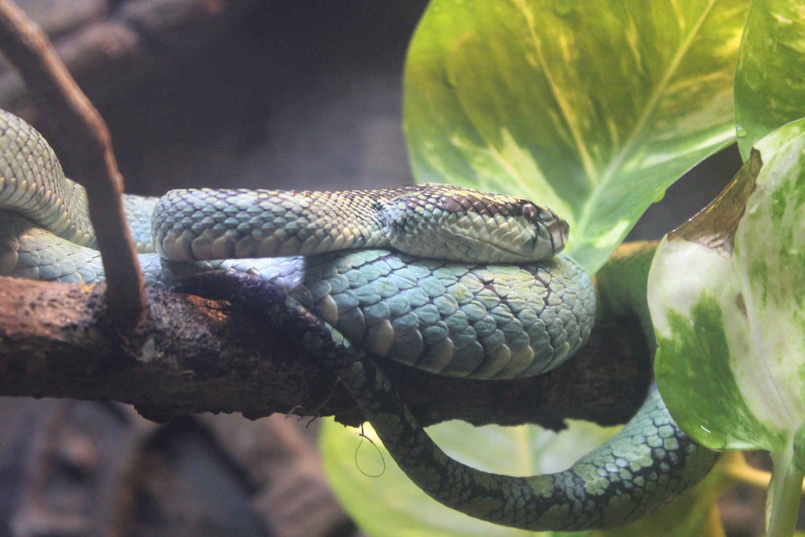 Sri Lankan Pit Viper (Craspedocephalus trigonocephalus)