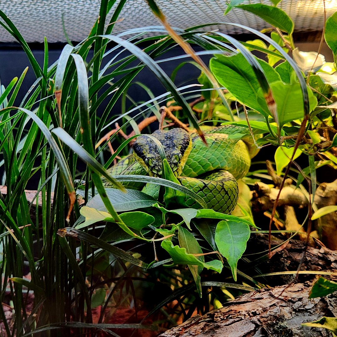 Sri Lankan Pit Viper (Craspedocephalus trigonocephalus)