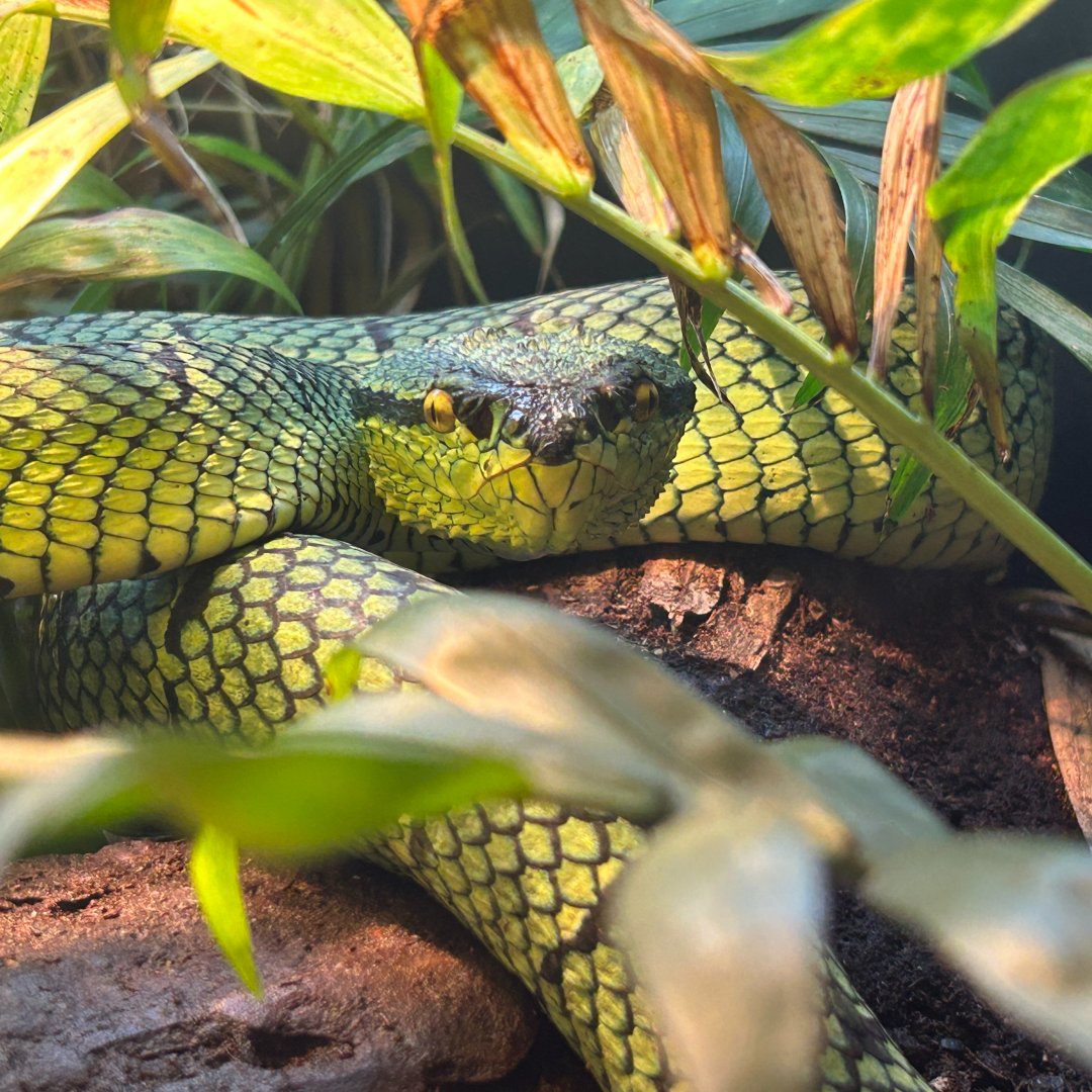 Sri Lankan Pit Viper (Craspedocephalus trigonocephalus)