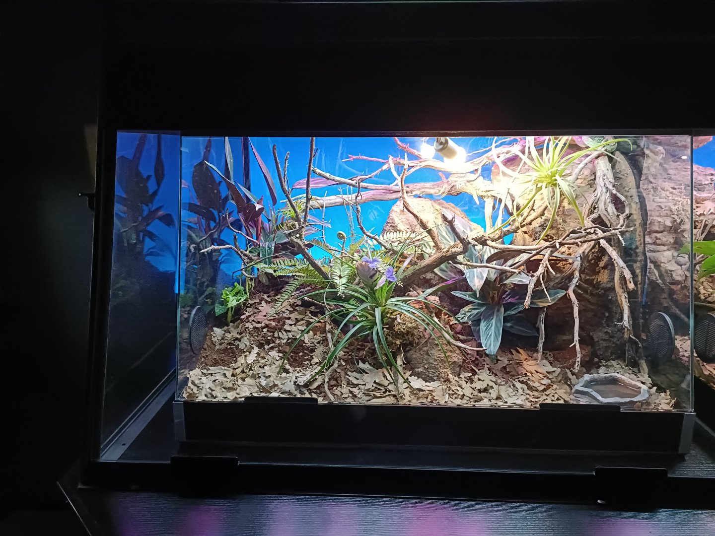 Sri Lankan pit viper exhibit - Bioparc Acuario de Gijón