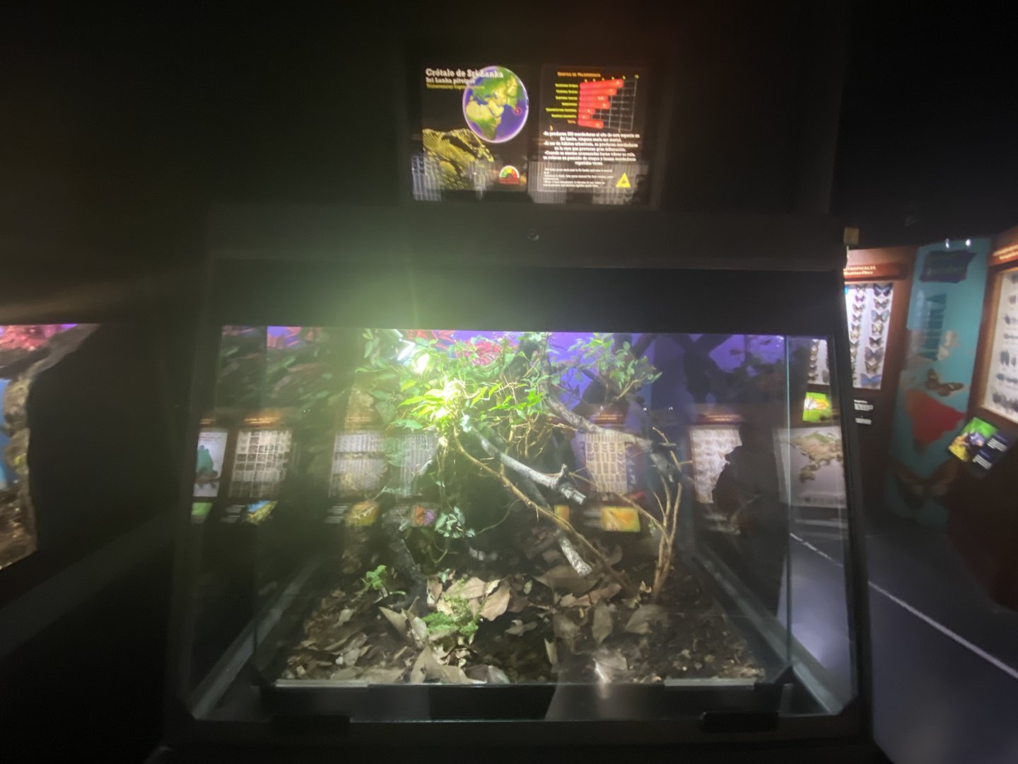 Sri Lankan pit viper exhibit