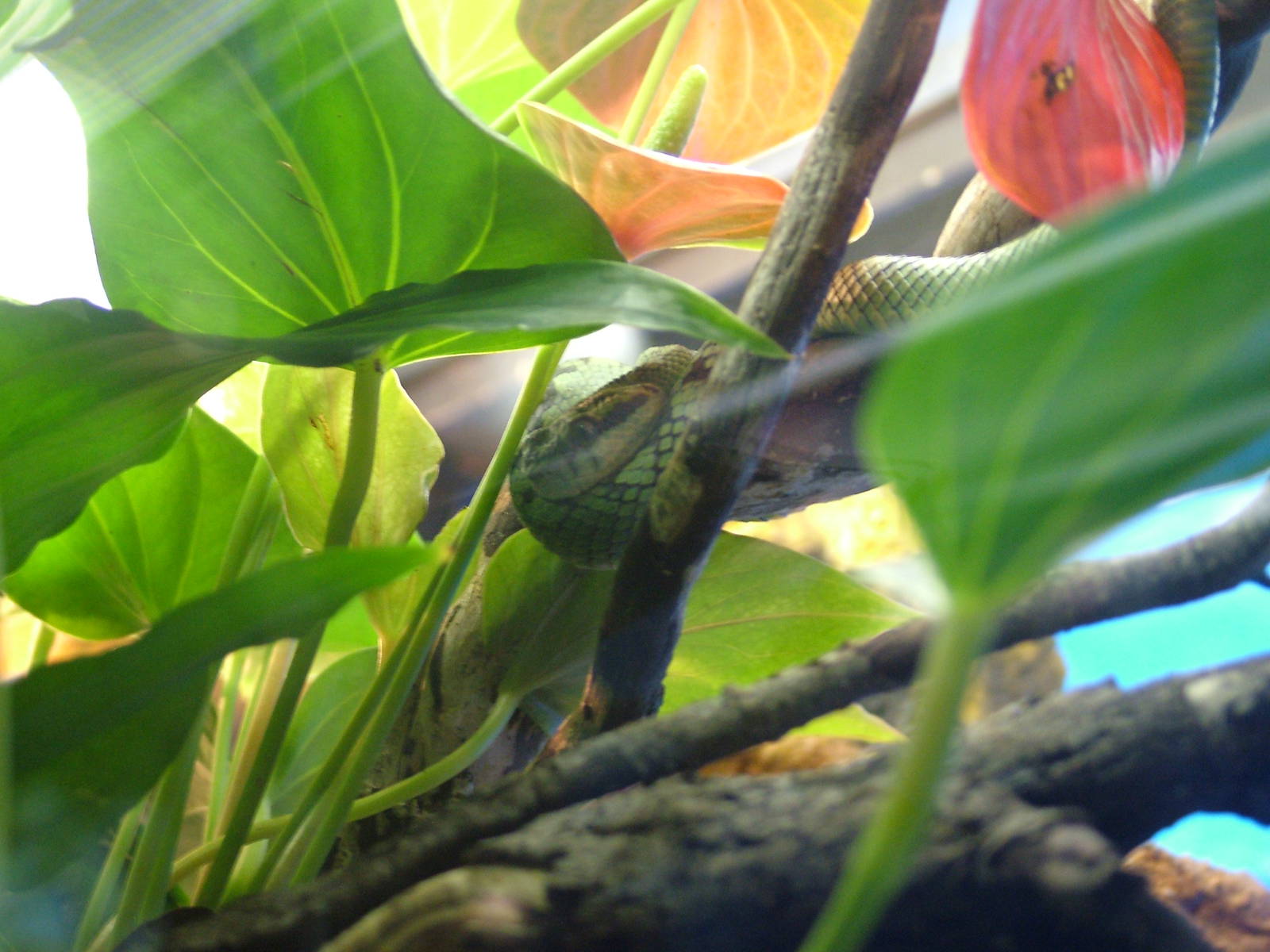 Sri Lankan Pit Viper in Venom at Faunia, 27/05/11