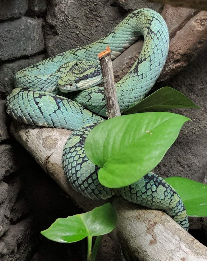 Sri Lankan pit viper (Trimeresurus trigonocephalus)