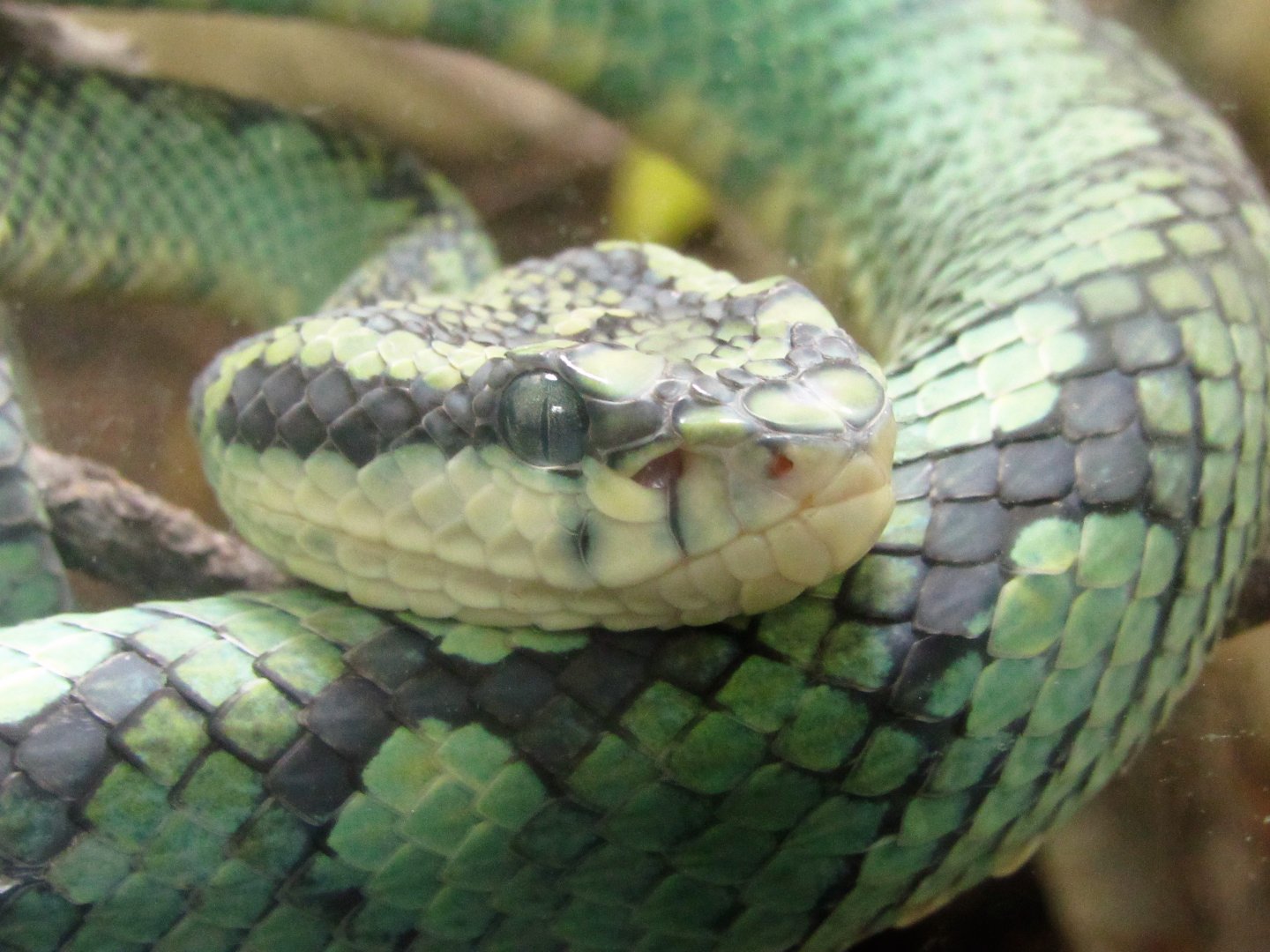 Sri Lankan Pit Viper