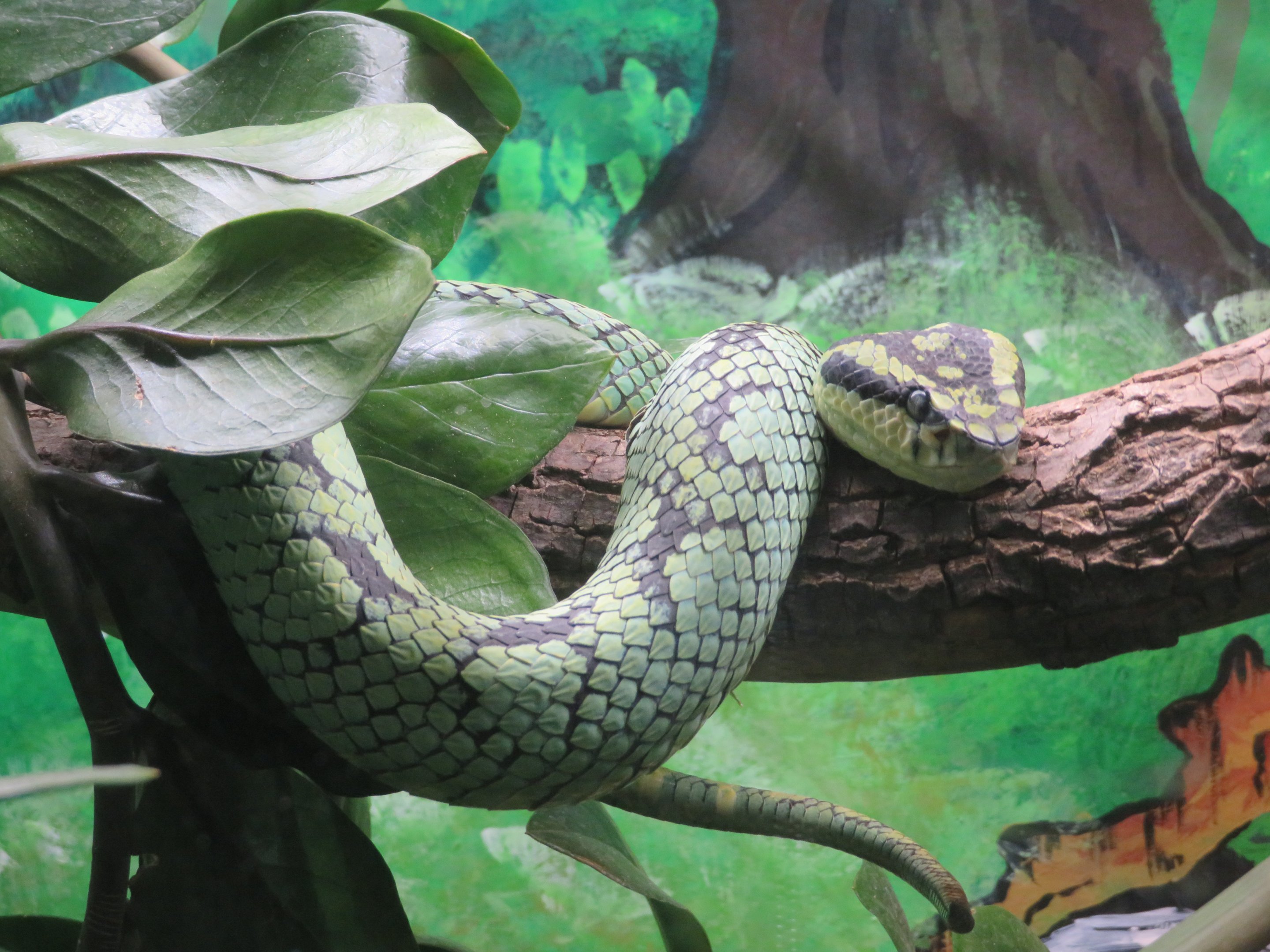 Sri Lankan Pit Viper