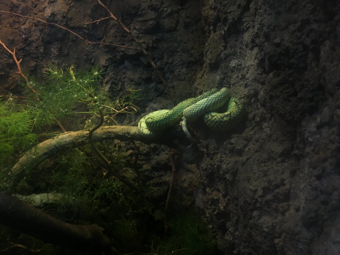 Sri Lankan pit viper