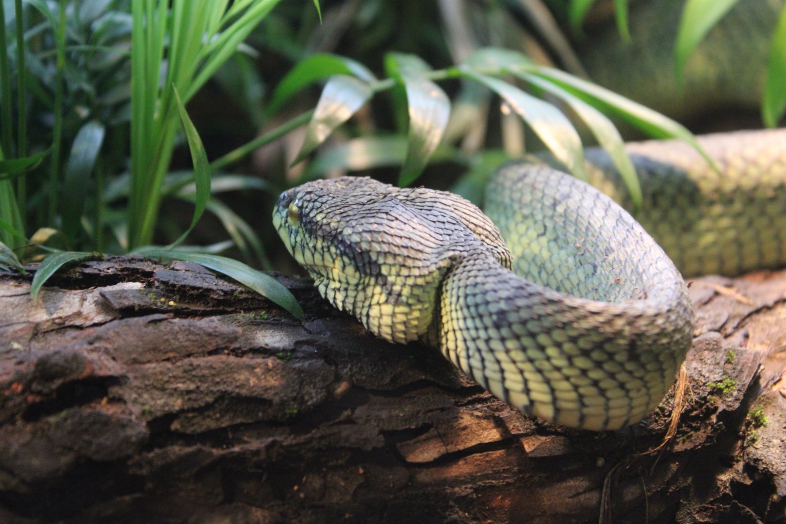 Sri Lankan Pit Viper