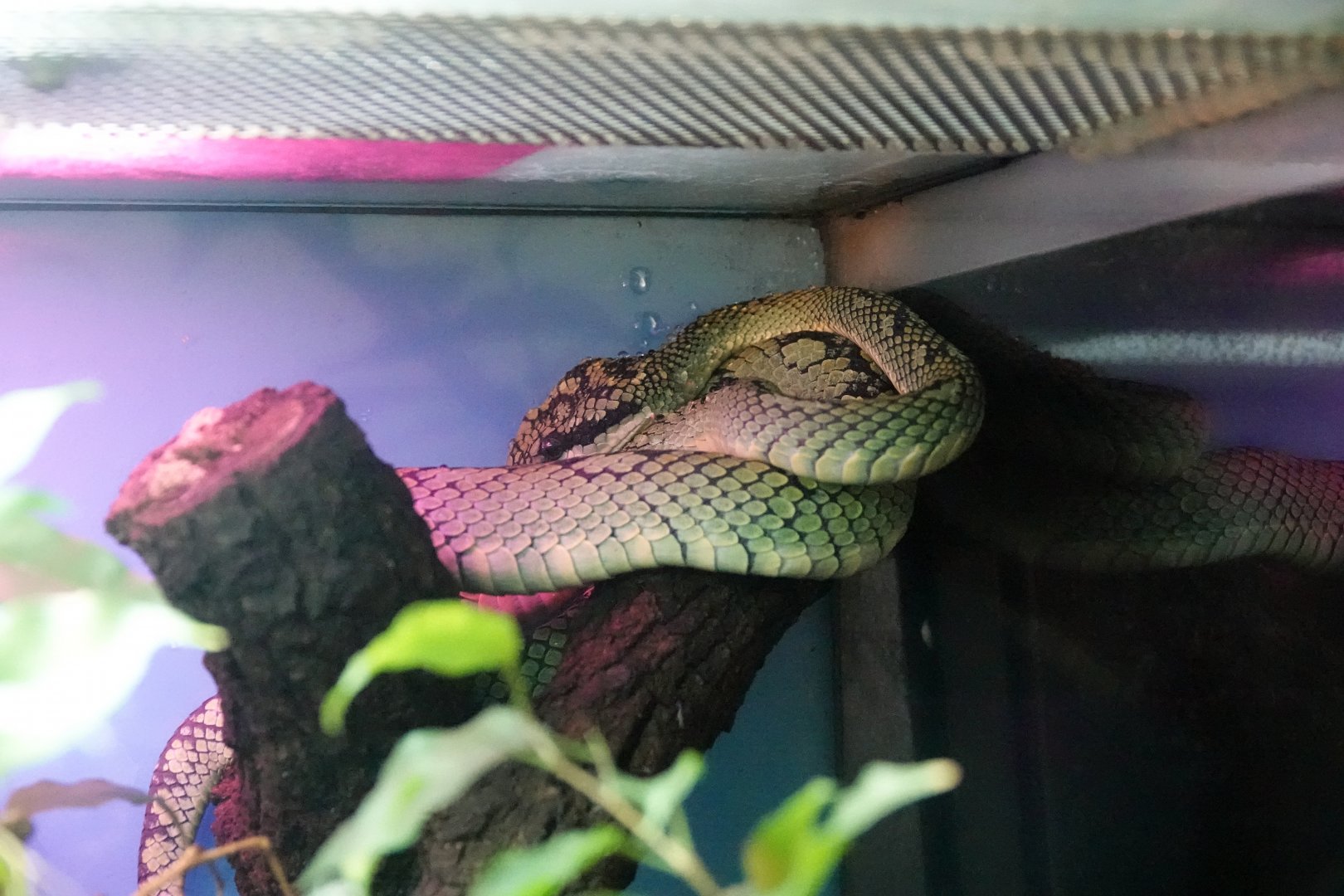 Sri Lankan pit viper
