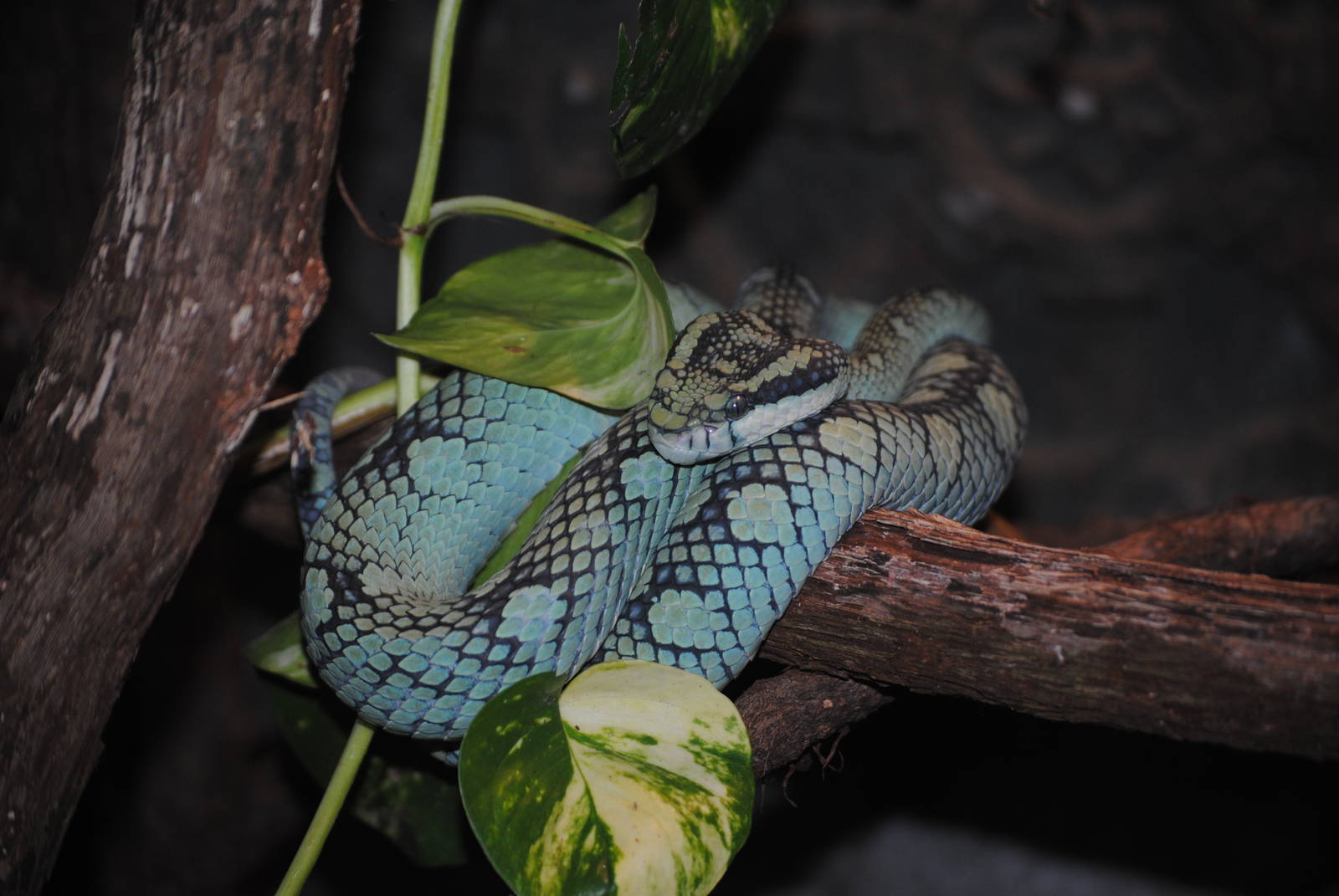 Sri Lankan Pitviper