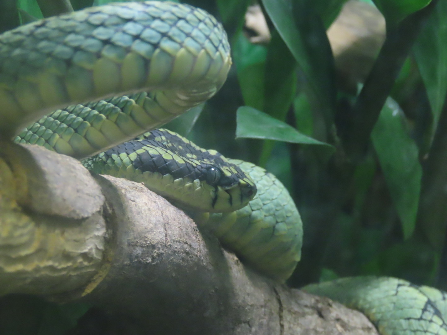 Sri Lankan Pitviper