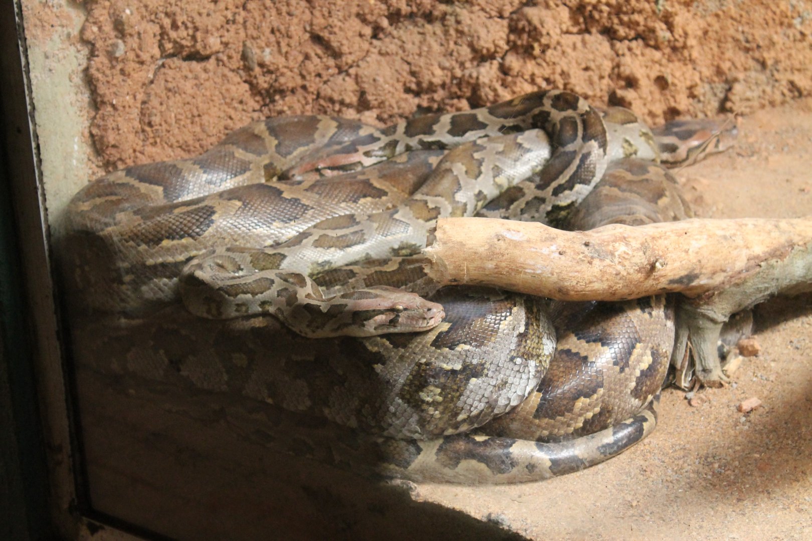 Sri Lankan Python (Python molurus pimbura)
