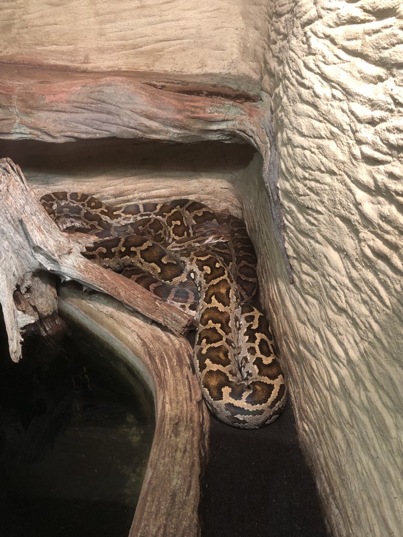 Sri Lankan Rock Python (Python molurus pimbara)