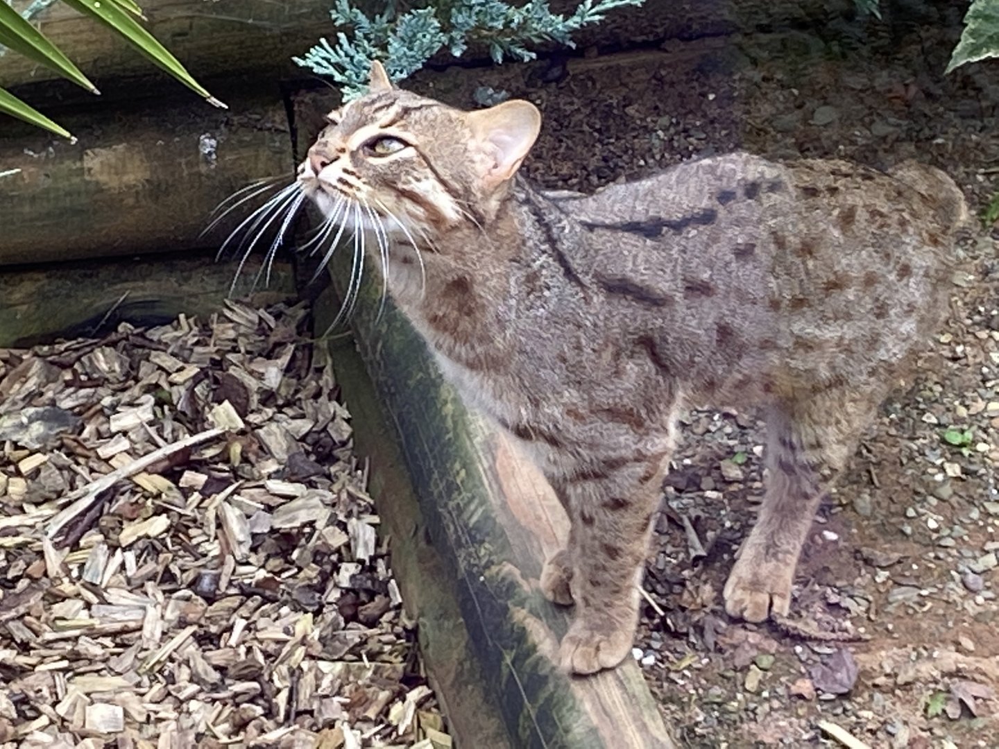 Sri Lankan rusty-spotted cat 100920