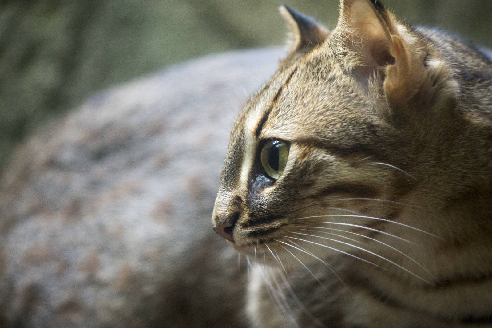 Sri Lankan rusty-spotted cat, 12/28/14