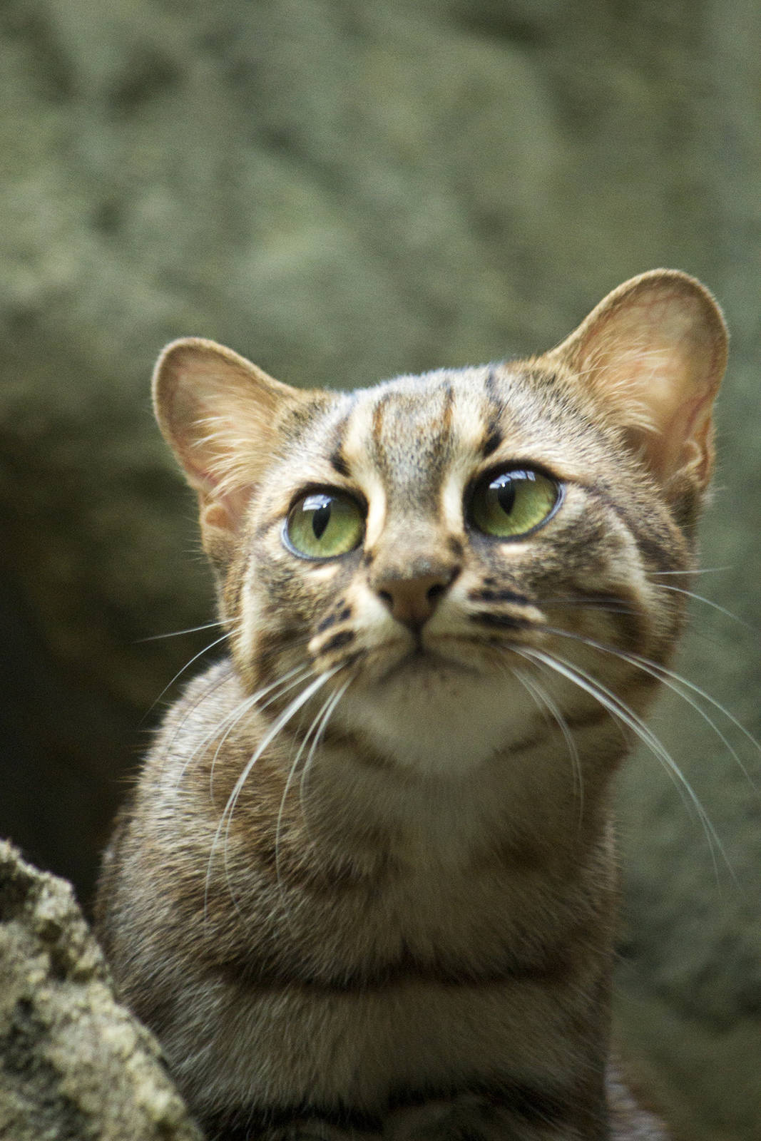 Sri Lankan rusty-spotted cat, 12/28/14