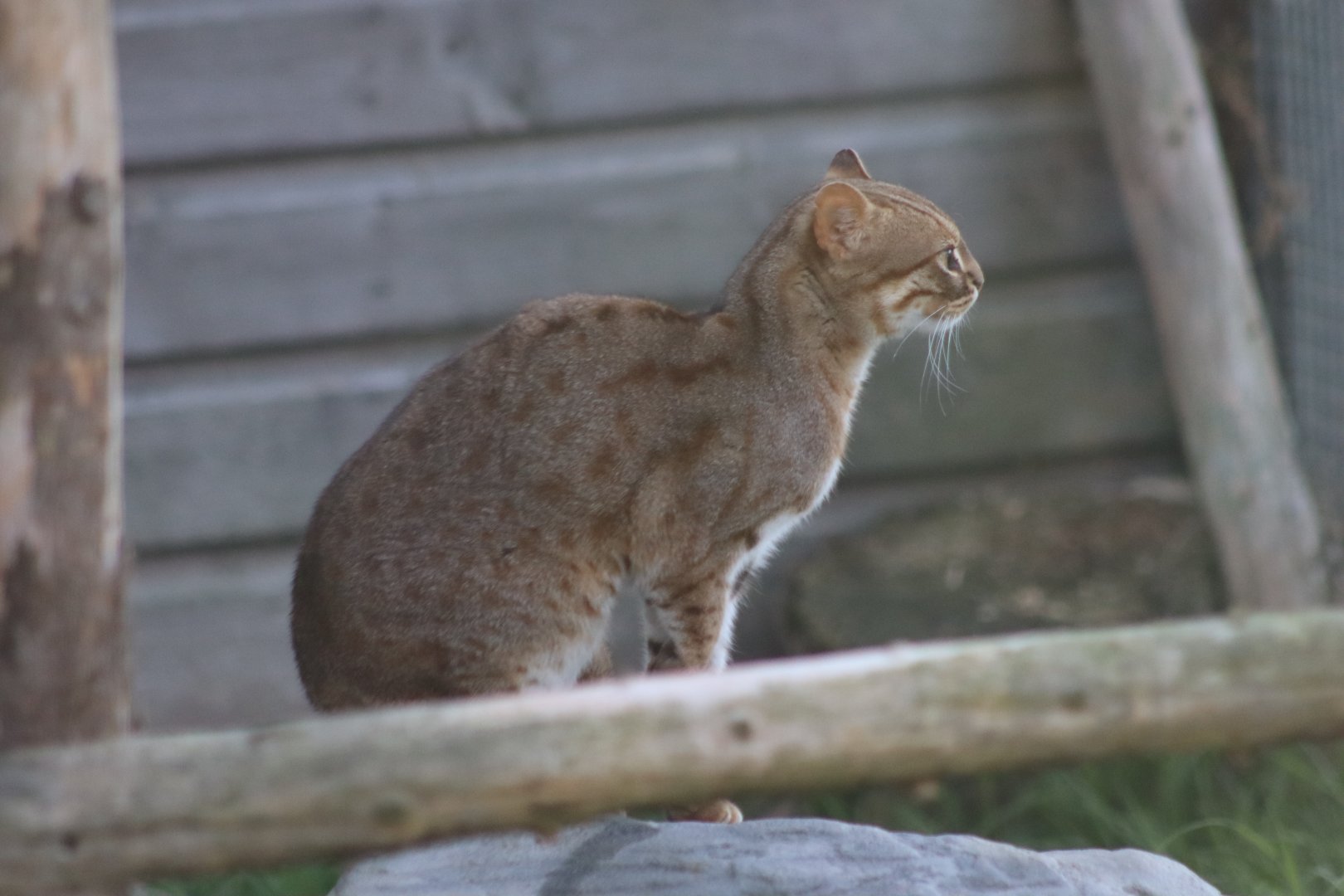 Sri Lankan Rusty-spotted Cat- 12 September 2020