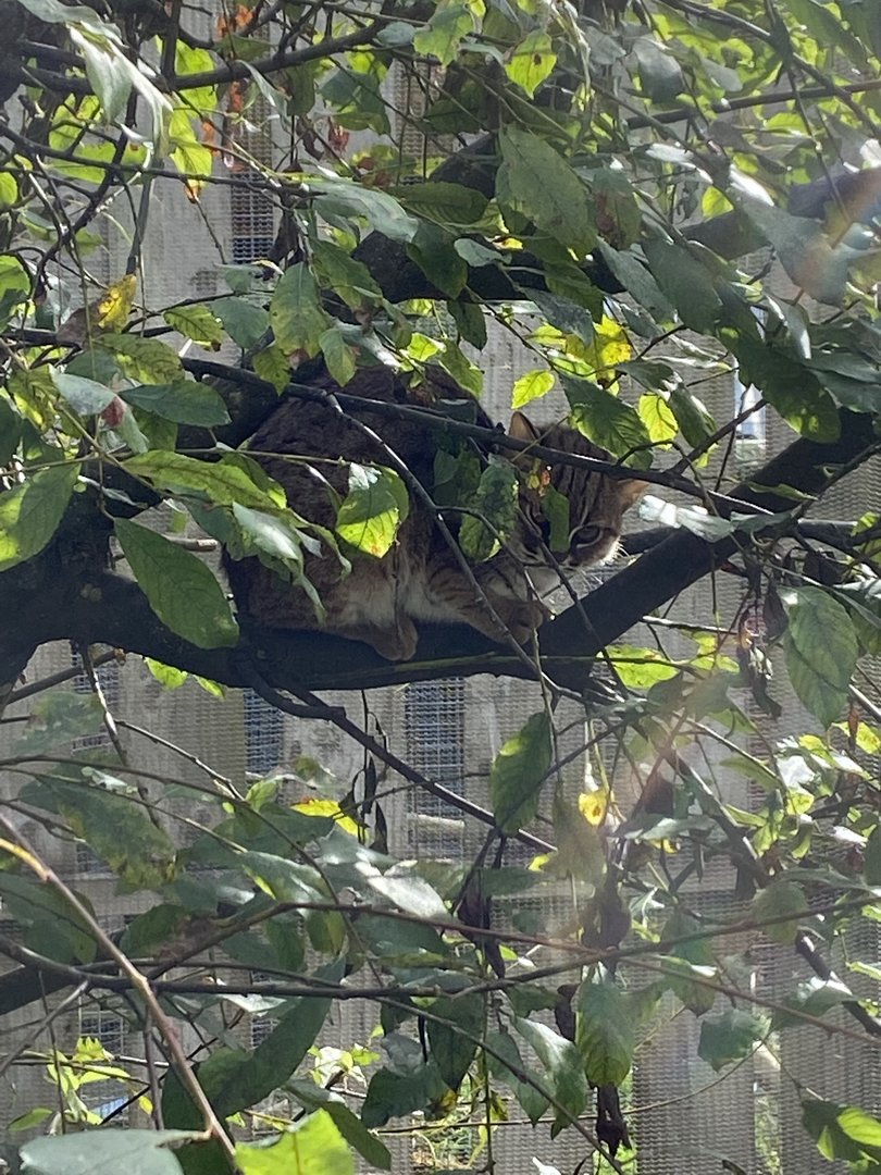 Sri Lankan rusty-spotted cat 151022