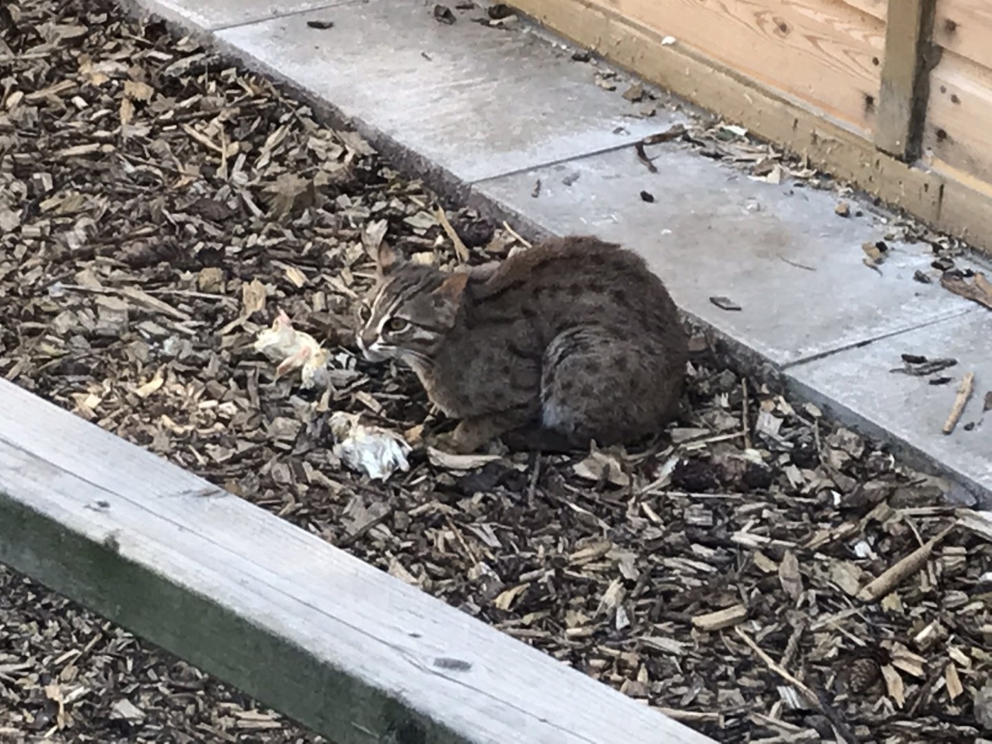 Sri Lankan rusty-spotted cat 220619