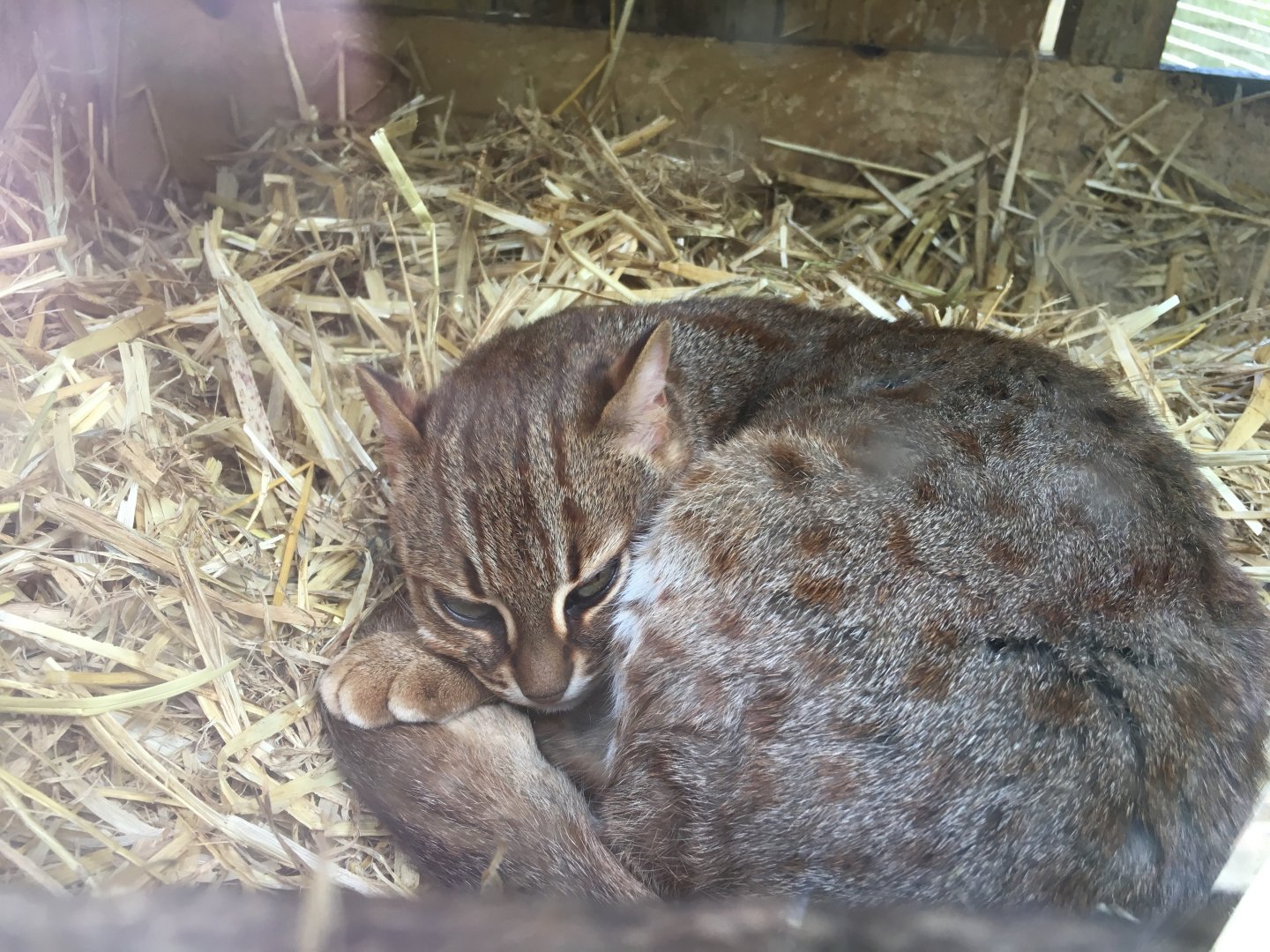 Sri Lankan Rusty spotted cat 290417