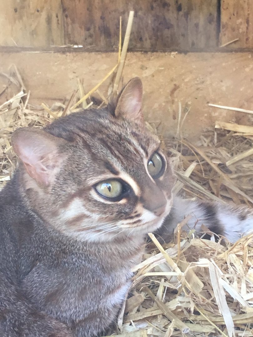 Sri Lankan rusty spotted cat 290417