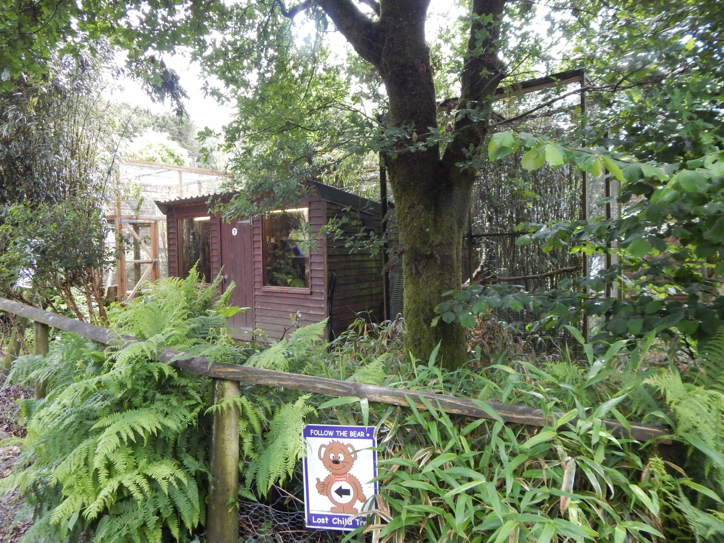 Sri Lankan rusty-spotted cat enclosure 050625