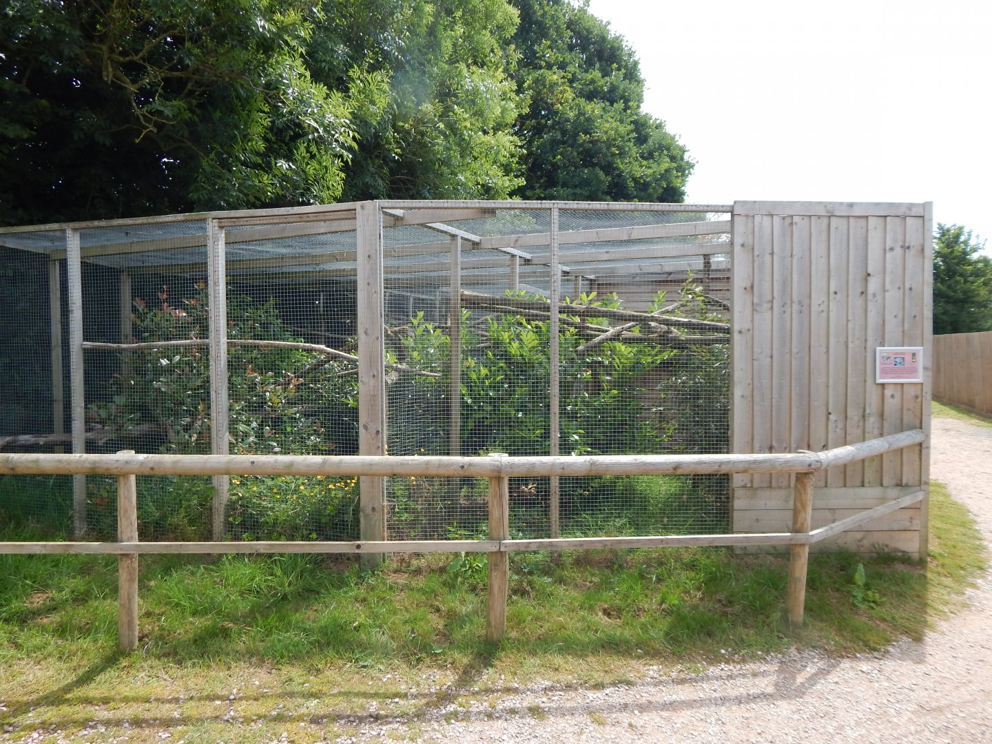 Sri Lankan rusty-spotted cat enclosure 060625