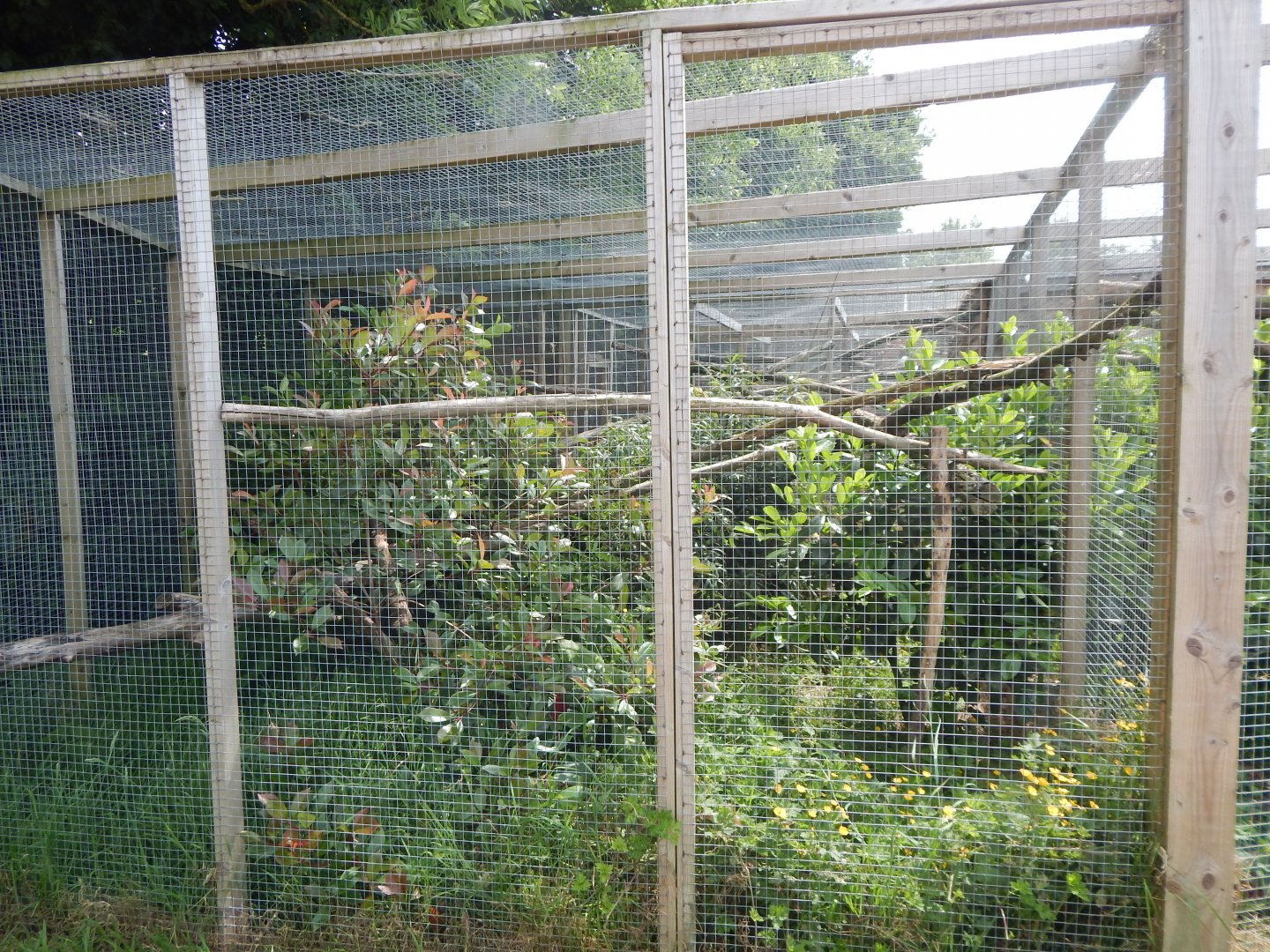 Sri Lankan rusty-spotted cat enclosure 060625