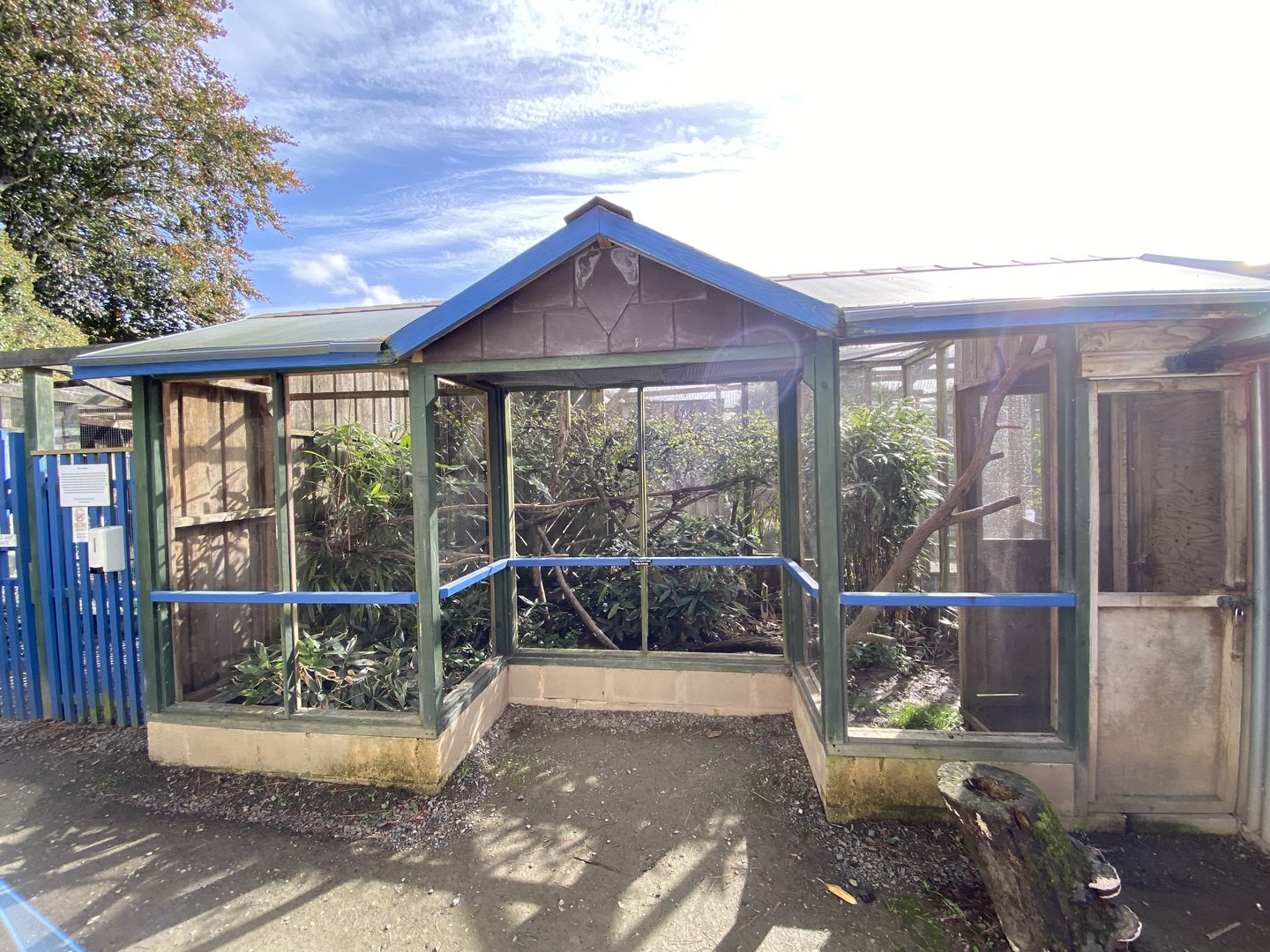 Sri Lankan rusty-spotted cat enclosure 151022