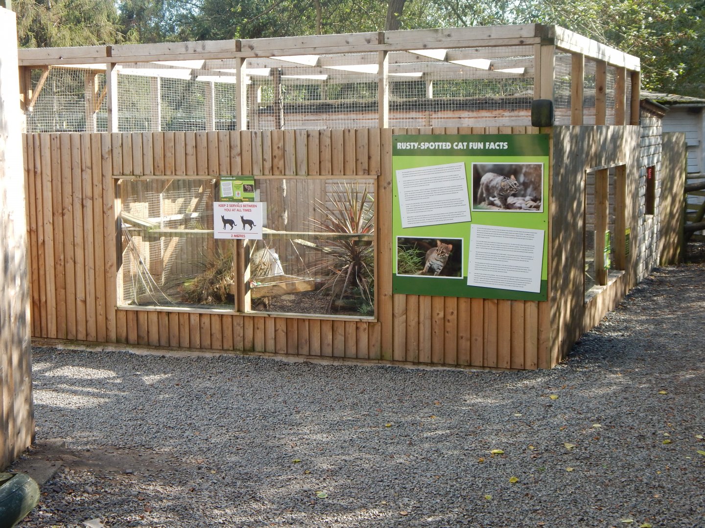 Sri Lankan rusty-spotted cat enclosure 160921