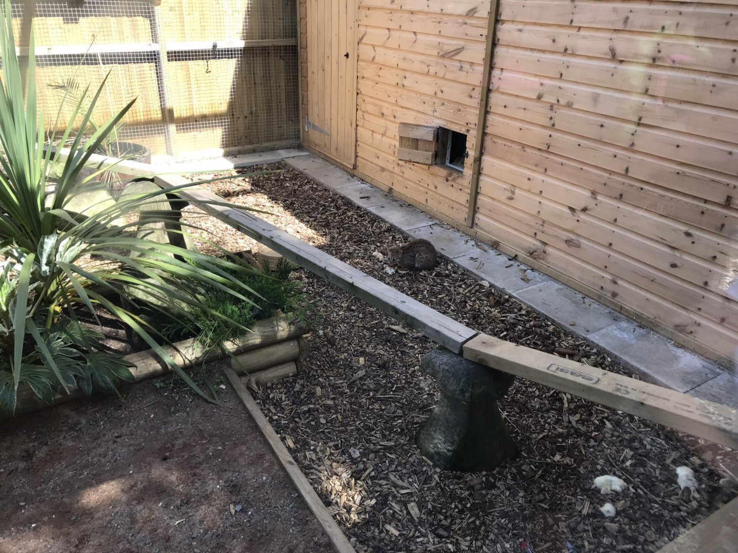 Sri Lankan rusty-spotted cat enclosure 220619