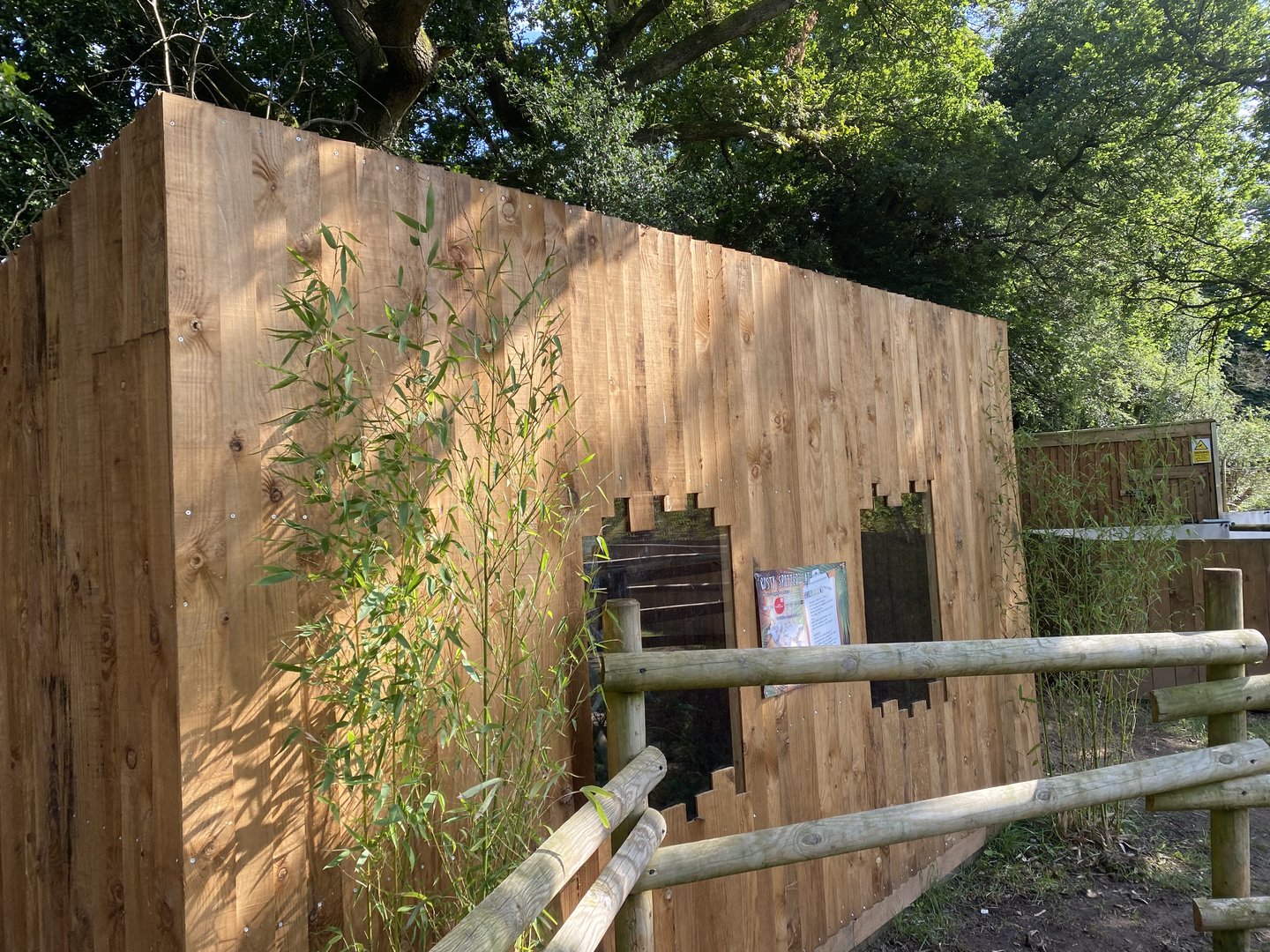 Sri Lankan rusty-spotted cat enclosure 290723
