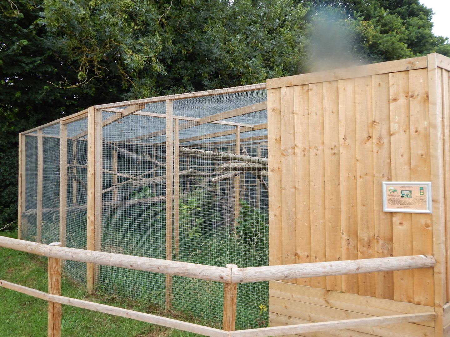 Sri Lankan rusty-spotted cat enclosure 300623