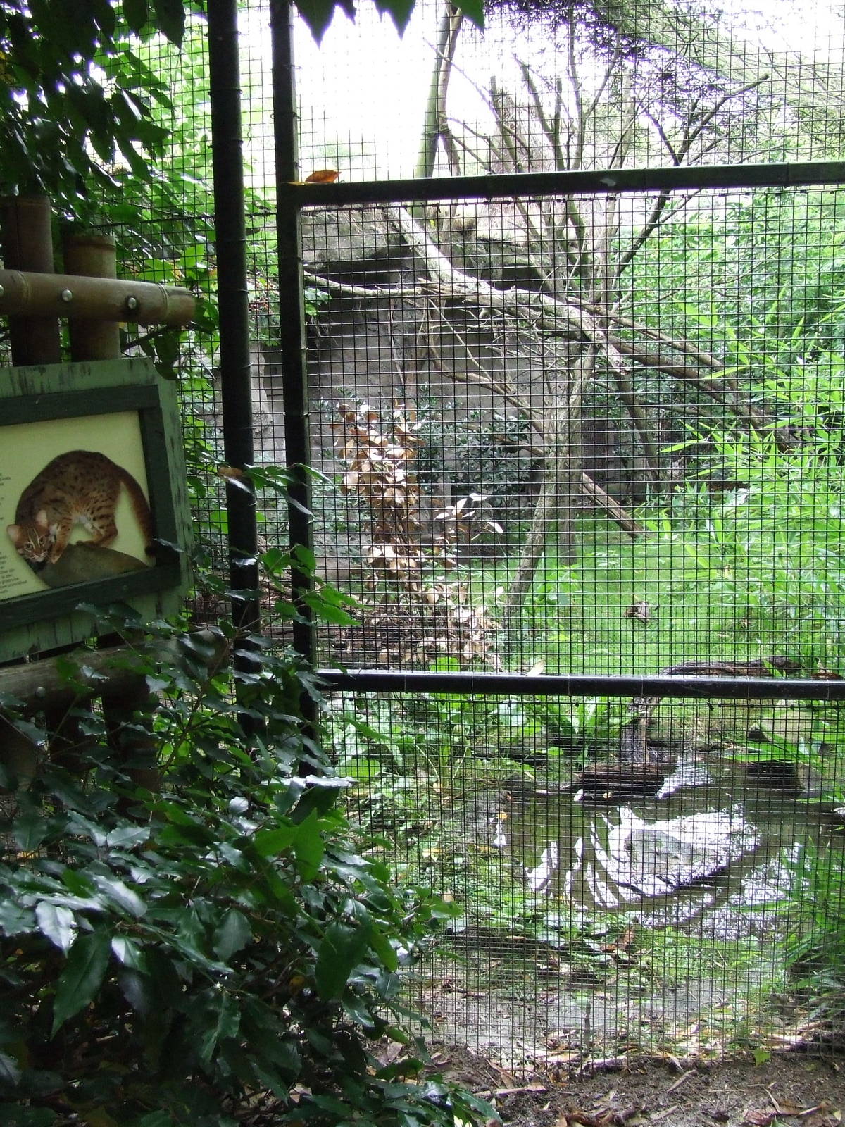 Sri Lankan Rusty-spotted Cat enclosure