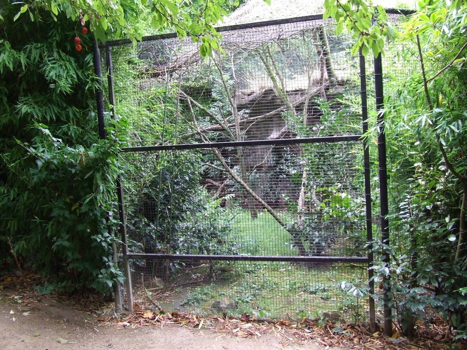 Sri Lankan Rusty-spotted Cat enclosure