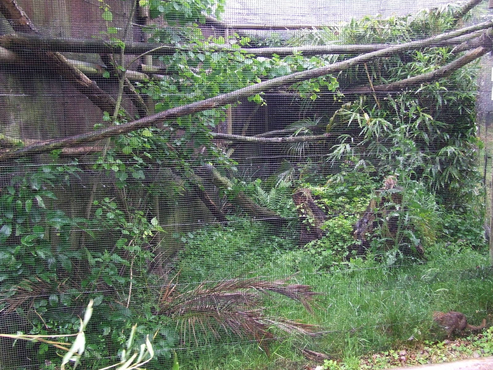 Sri Lankan Rusty-spotted Cat enclosure