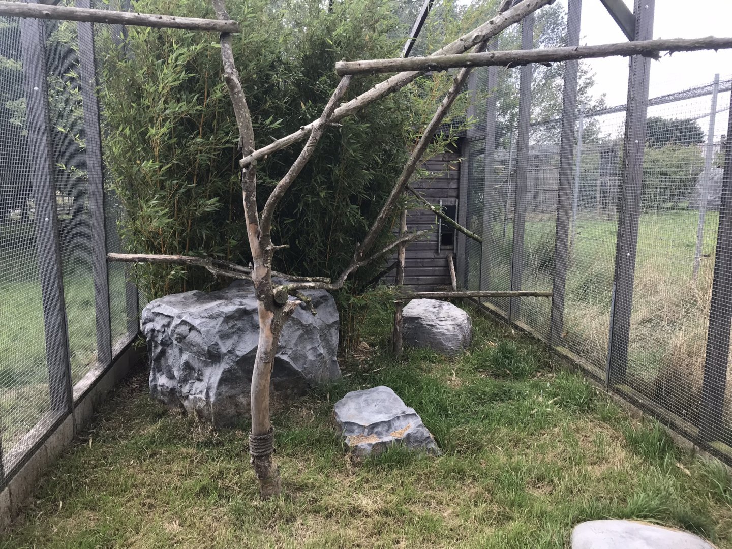 Sri Lankan rusty-spotted cat exhibit 100819