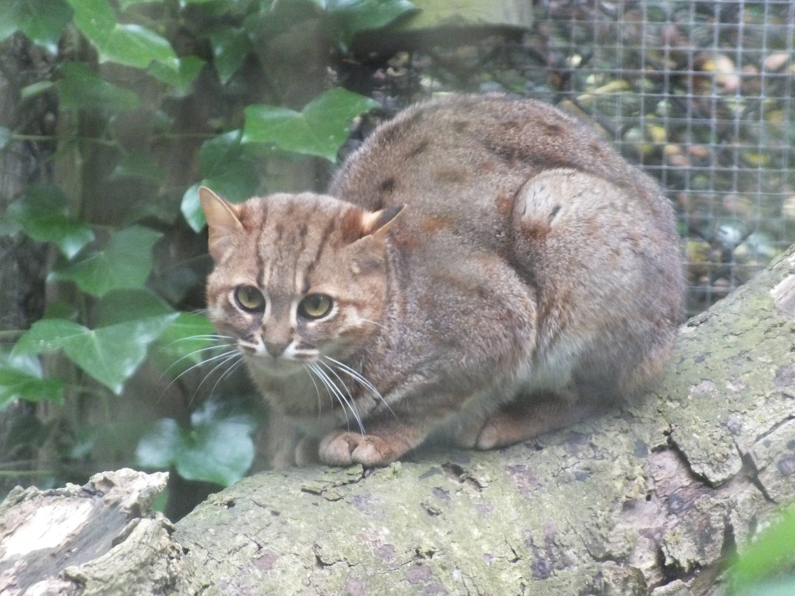 Sri Lankan Rusty-spotted Cat (Prionailurus rubiginosus phillipsi) at Port L