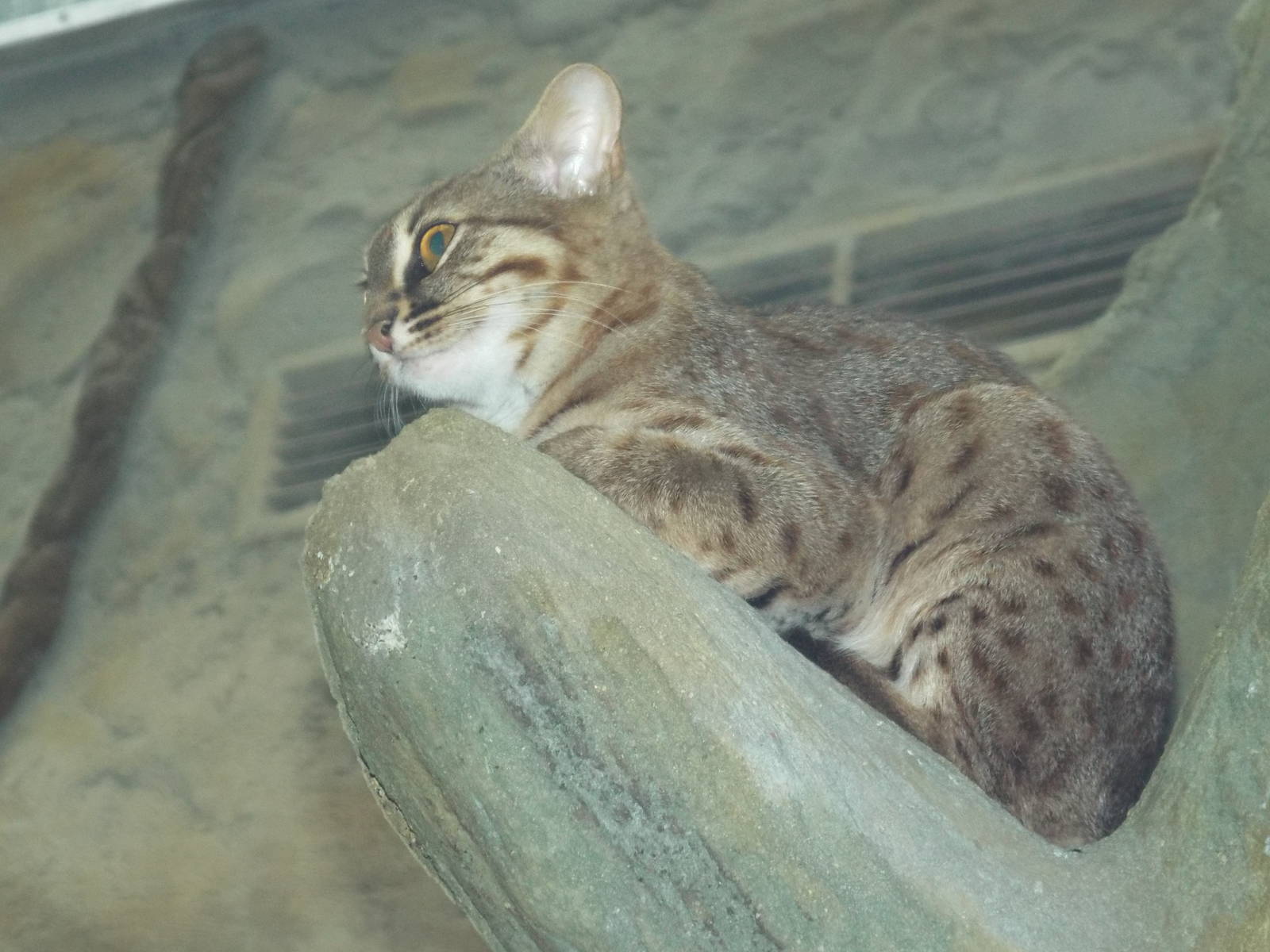 Sri Lankan Rusty-spotted Cat (Prionailurus rubiginosus phillipsi) at Zoo Be
