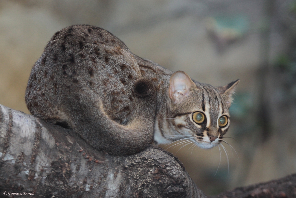 Sri Lankan Rusty-spotted Cat (Prionailurus rubiginosus phillipsi)