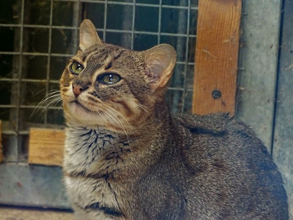 Sri Lankan rusty-spotted cat (Prionailurus rubiginosus phillipsi)