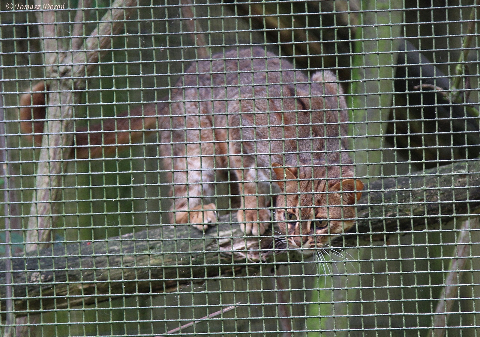 Sri Lankan Rusty Spotted Cat (Prionailurus rubriginosus philipsi)
