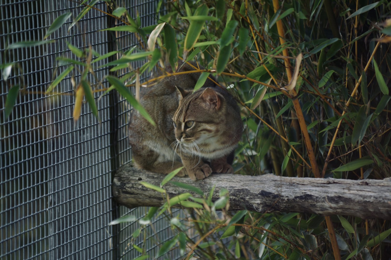 Sri Lankan Rusty Spotted Cat - September 2020