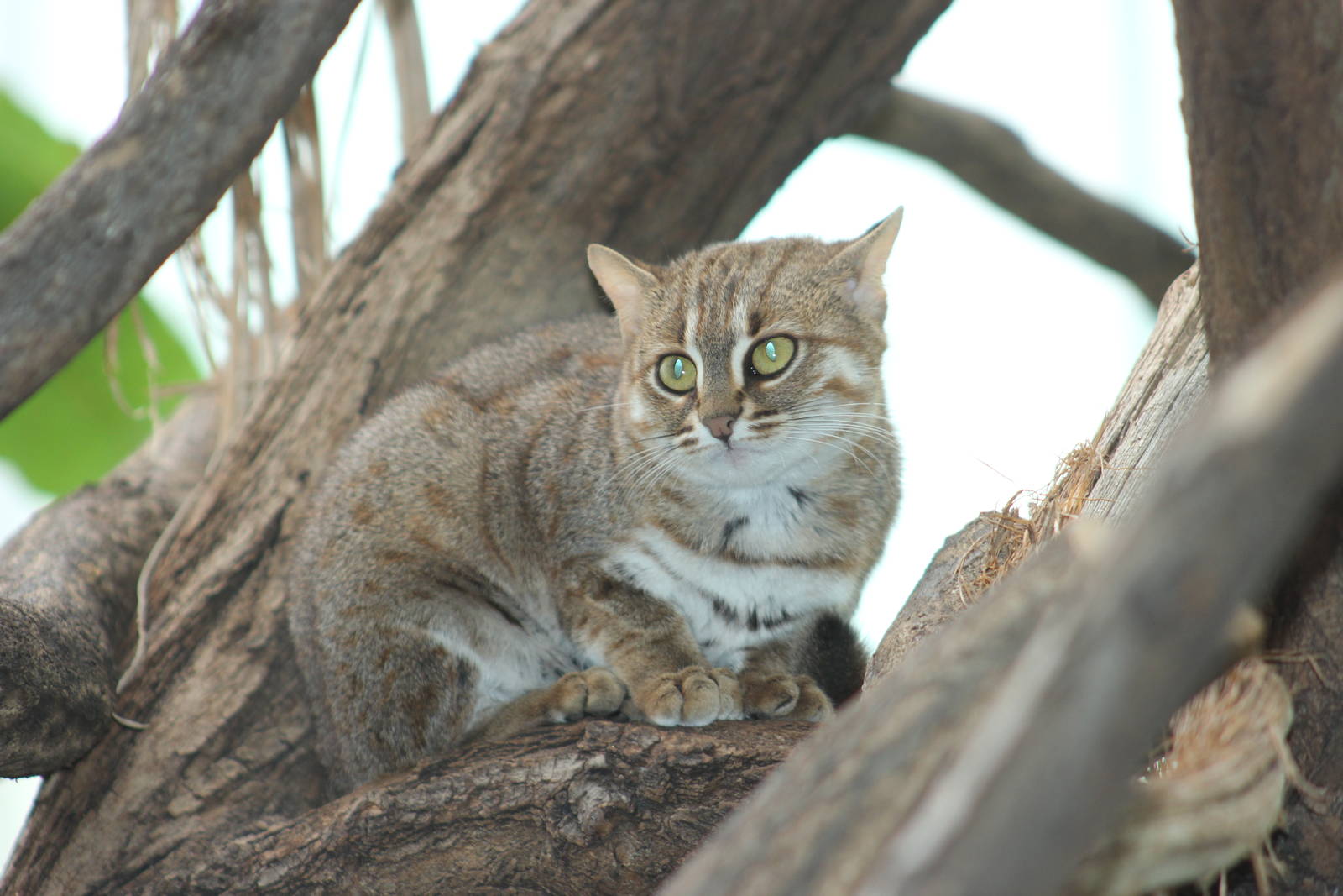 Sri Lankan rusty-spotted cat