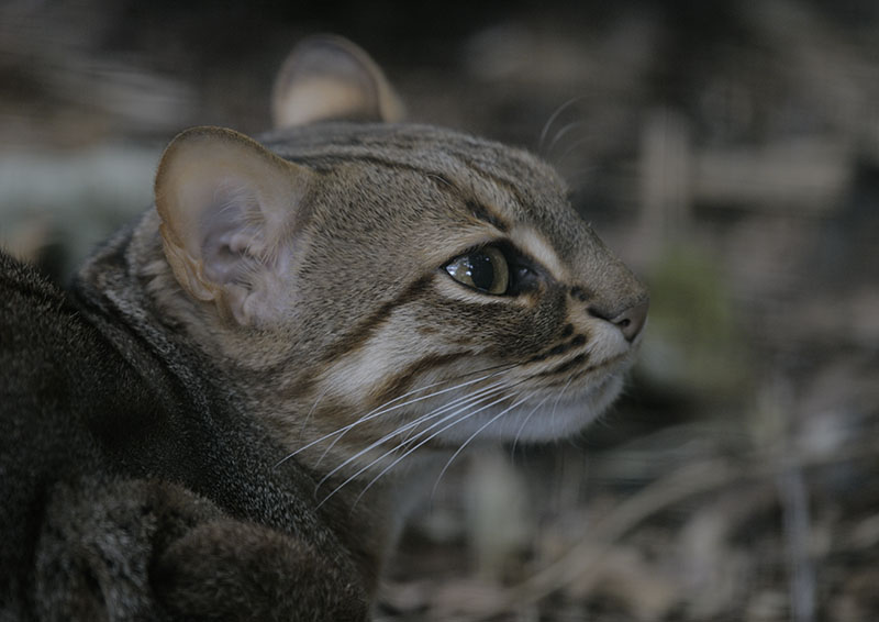Sri Lankan rusty-spotted cat