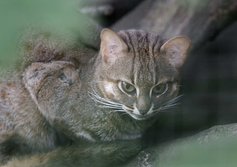 Sri Lankan rusty-spotted cat