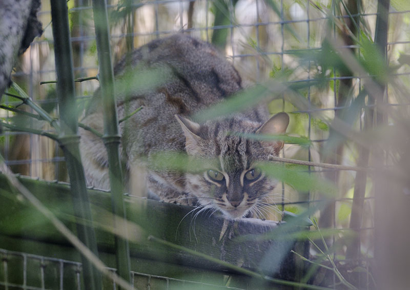 Sri Lankan rusty-spotted cat