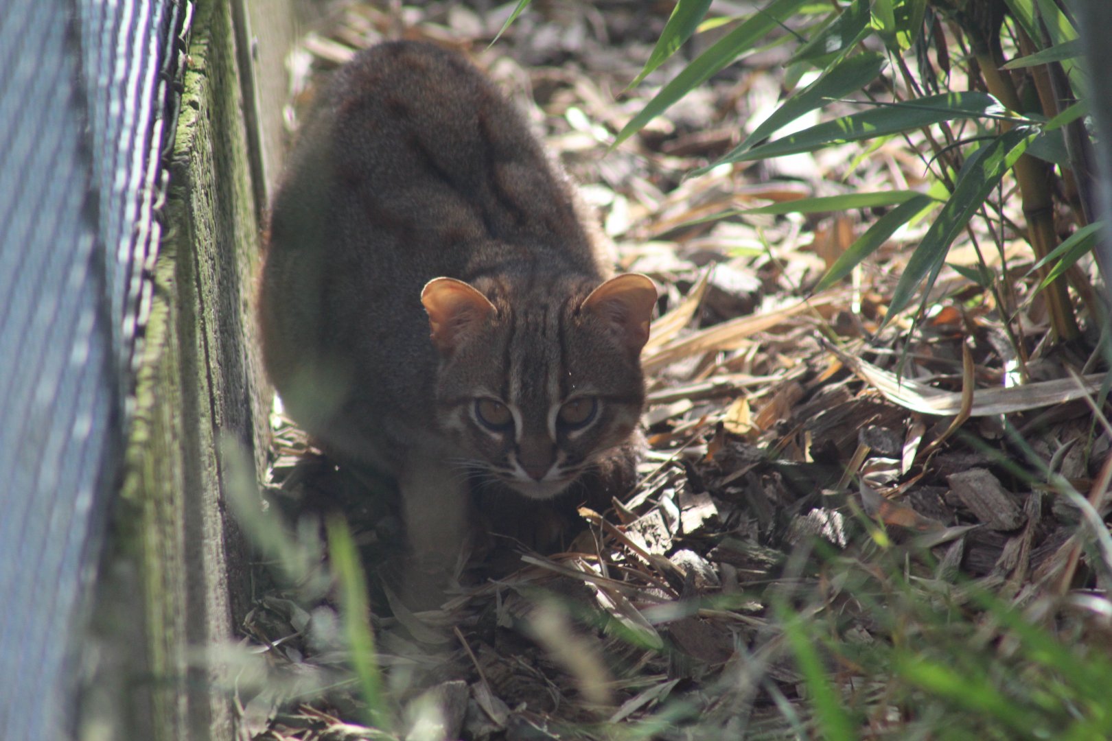 Sri Lankan Rusty-Spotted Cat
